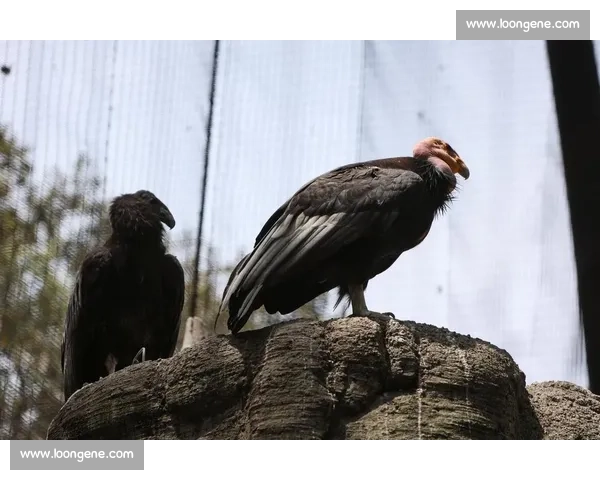 墨西哥为 35 岁大熊猫 “欣欣” 庆生 海外最长寿 “友谊大使” 迎百岁华诞